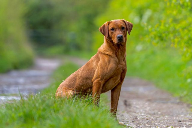 Image 7 of Stunning Fox Red LabradorStud KC reg and clear health test