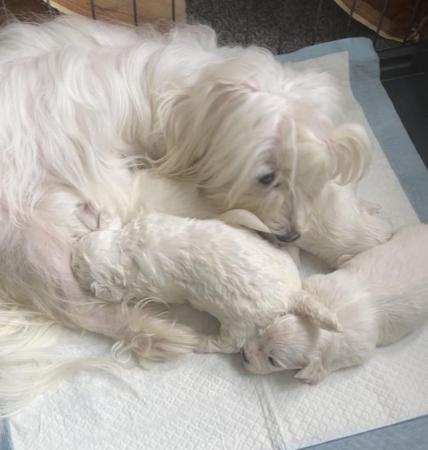 Image 10 of Gorgeous Maltese Puppies Looking For Their Forever Homes