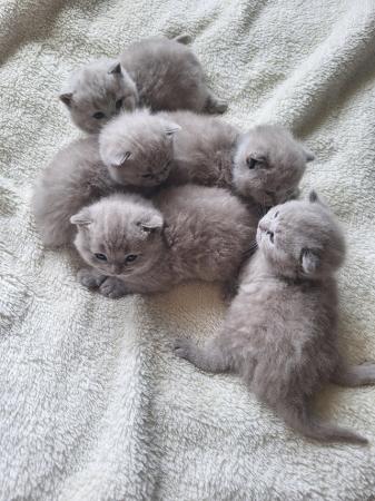 Image 3 of British shorthair lilac kittens