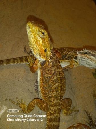 Image 2 of Baby bearded dragons for sale