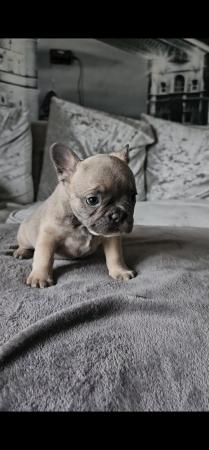 Image 13 of 9 week old beautiful French bulldog puppies 7 available