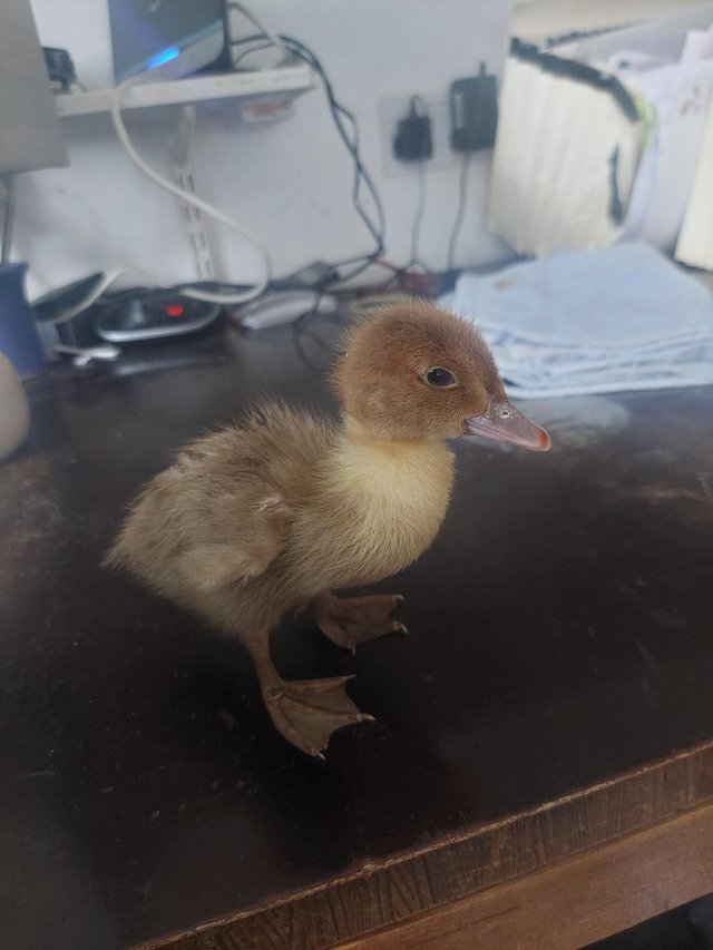 Preview of the first image of Muscovy duckling needs a companion.