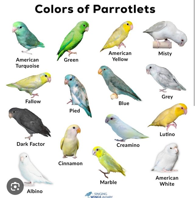 Preview of the first image of Parrotlets wanted....................