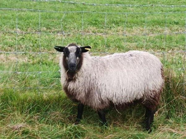 Image 2 of Shetland sheep and X breds for sale