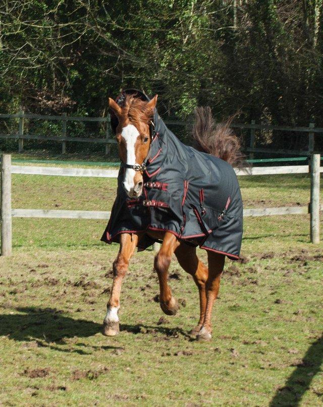 Preview of the first image of NEW ASPEN HEAVY WEIGHT TURNOUT RUG SIZES 4/6 TO 7/3 £50.