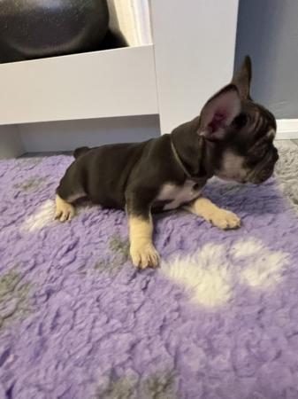 Image 13 of Last one left ready today  KC REG French bulldog puppies