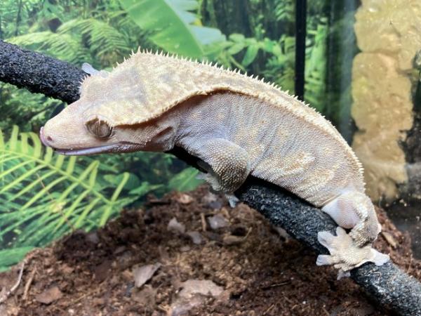 Image 3 of Adult female pinstripe crested gecko