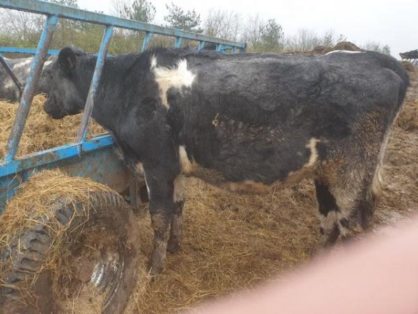 Image 1 of Shorthorn x Friesian suckler cows