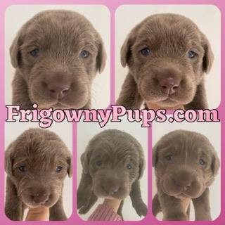 Preview of the first image of KC Reg Chocolate Dilute Labrador Puppies.