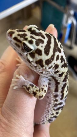 Image 3 of Cosmo Male lavender mack snow bold leopard gecko