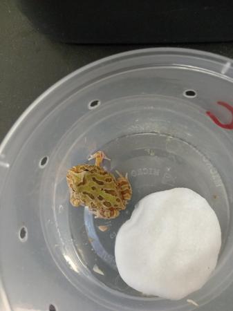 Image 1 of Young pacman frogs 2 colours