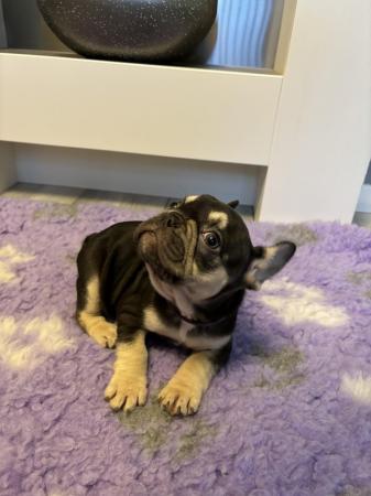 Image 24 of Last one left ready today  KC REG French bulldog puppies