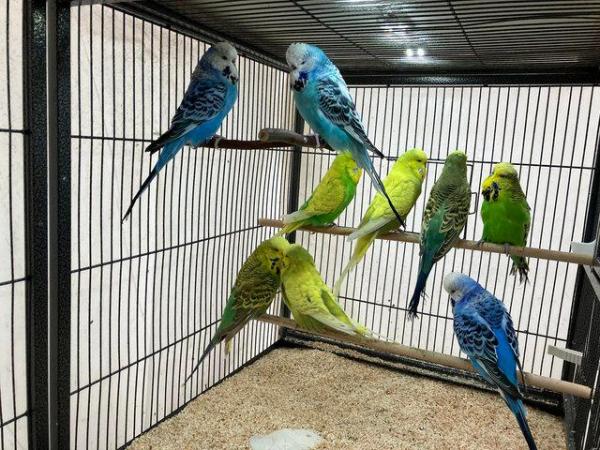 Image 5 of Exhibition Budgerigars for sale