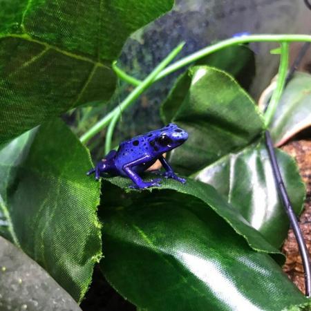 Image 4 of Dart Frogs For Sale Various Species