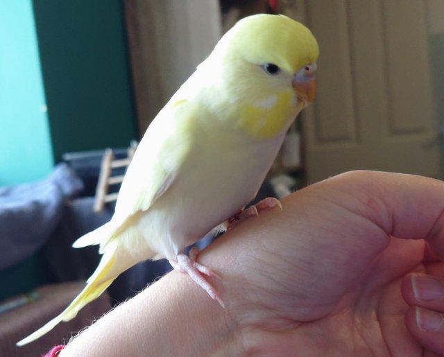 Preview of the first image of Hand reared silly tame baby budgie for sale.
