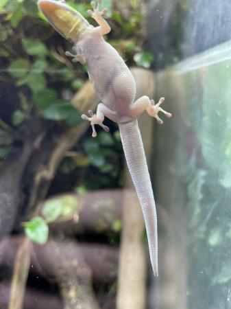 Image 3 of Phelsuma klemmeri neon day gecko proven female