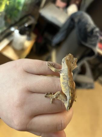 Image 4 of 6 month old crested gecko Unsexed juvenile For sale - £35