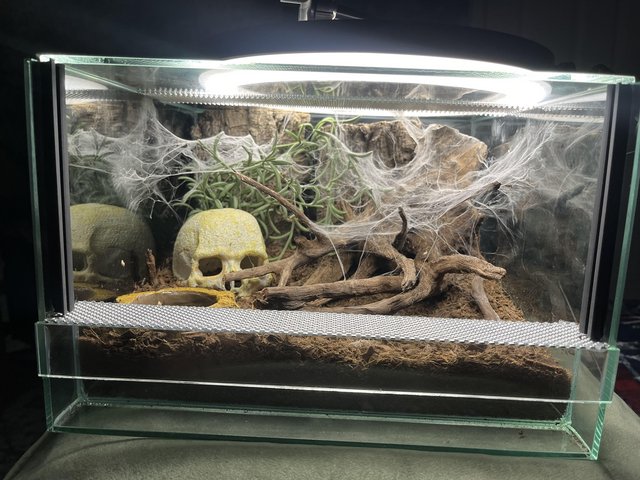 Preview of the first image of Wanted tarantula enclosures, adult, juvenile and slings.