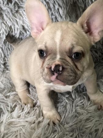 Image 2 of Frentch bulldog for sale
