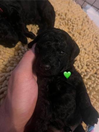Image 6 of KC registered toy poodle puppies