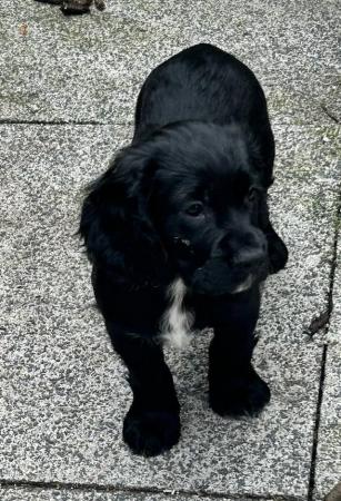 Image 3 of Kc Cocker Spaniel pups ready to leave reduced 2 left