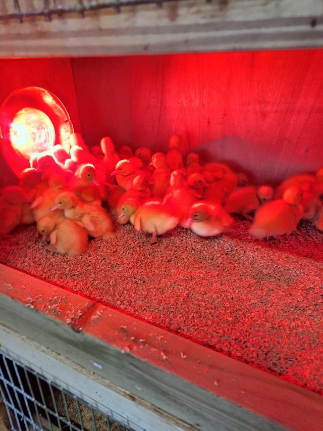 Preview of the first image of Cherry valley ducklings day old white ducks Trowbridge Wilts.
