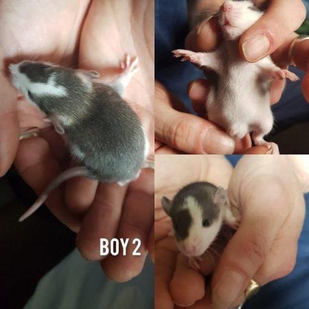 Image 10 of Baby rats girls and boys smooth coat top eared