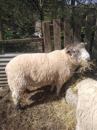 Image 2 of 2 year old Grey Face Dartmoor Ram