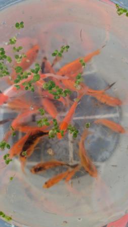 Image 3 of 6 large adult Goldfish Cold Water Fish & 6 youngsters