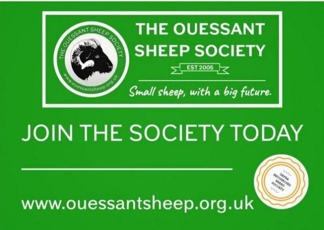 Image 3 of The Ouessant Sheep Society in UK (DEFRA recognised)