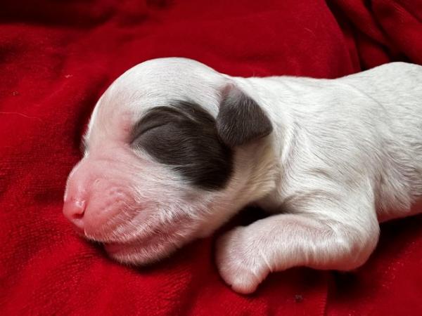 Image 16 of READY NOW Fabulous English springer puppies
