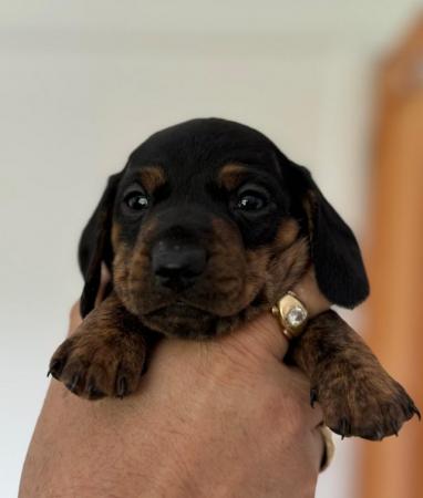 Image 10 of Miniature Dachshund Puppies