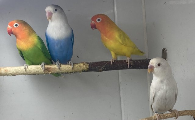 Image 3 of Green pied Pale fallow fischer lovebirds
