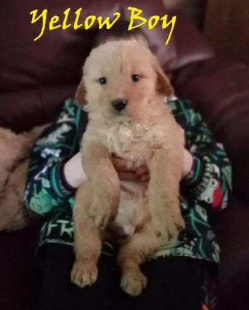 Image 11 of Golden Retriever Puppies Ready for Their Forever Homes!