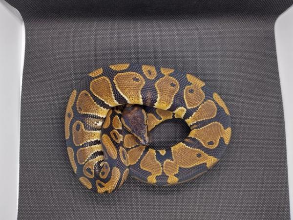 Image 4 of Male Royal Pythons for sale mix of ages/prices