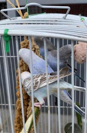 Image 1 of Semi Tame baby budgies ready to go for ever home