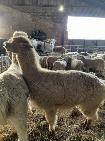 Image 1 of 5 year old entire male alpaca