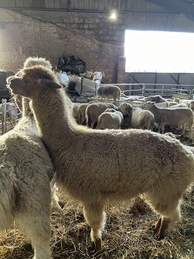 Preview of the first image of 5 year old entire male alpaca.