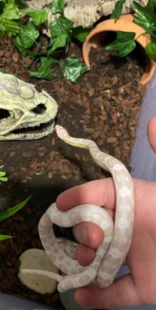 Image 4 of 2 Year Old Male Coral Corn Snake 50% het scaleless