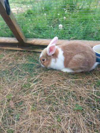 Image 4 of 3 month old mini lion lop girl