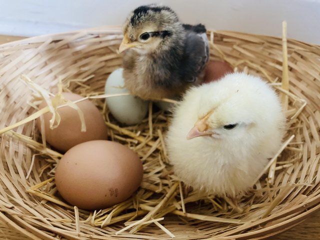 Preview of the first image of Chicken Hatching Eggs from Mixed Flock.