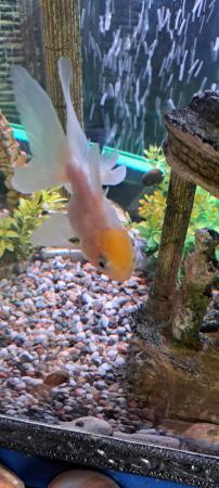 Image 6 of Goldfish for sale oranda and fantailvarieties colours