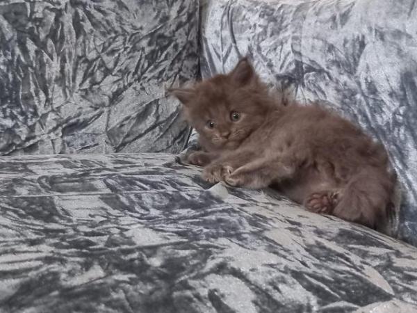 Image 5 of *LAST ONE LEFT NOW* Stunning mainecoon kittens