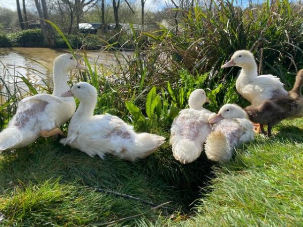 Image 1 of Aylesbury Female Ducks -Lovely White Egg Layers Available