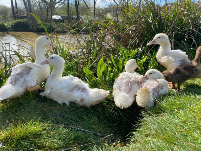 Preview of the first image of Aylesbury Female Ducks - Open All This Weekend.