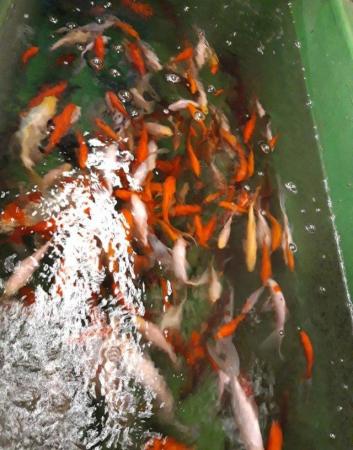 Image 1 of Large Goldfish mixed colours and varieties