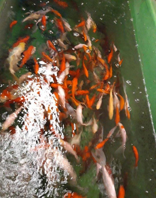 Preview of the first image of Large Goldfish mixed colours and varieties.