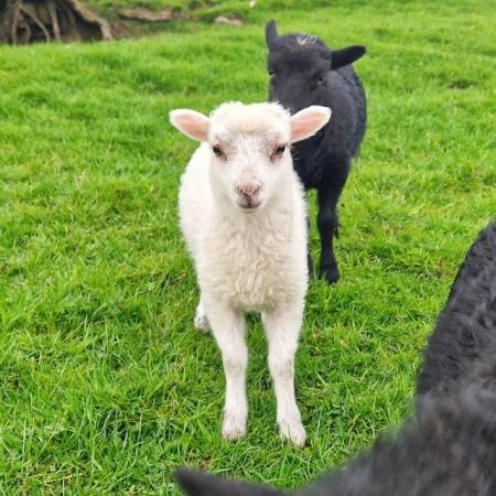 Image 2 of Ouessant Ewe Lambs - Miniature Sheep