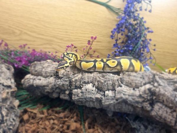 Image 4 of Enchi Pastel Royal Python