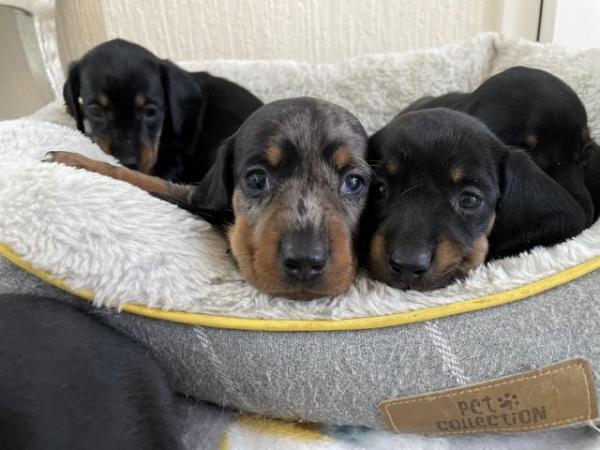 Image 13 of miniature dachshund puppies